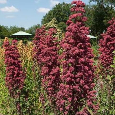 Quinoa Brilliant Rainbow