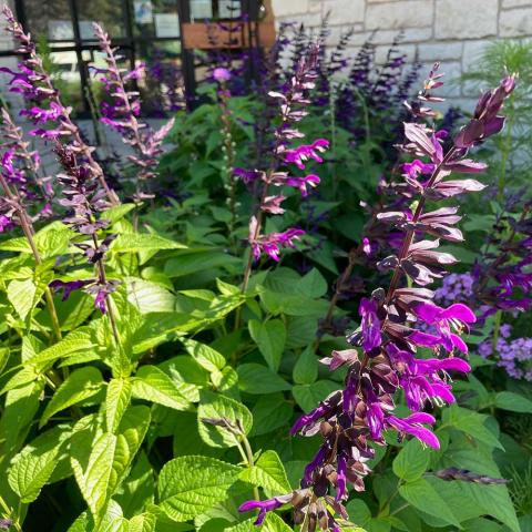 Salvia Amistad, purple flowers on spikes, dark stems