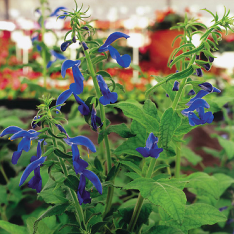 Salvia 'Blue Angel', true blue flowers on vertical stems