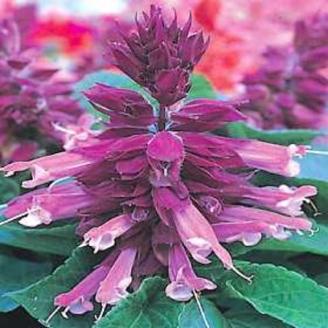 Salvia 'Sizzler Purple'