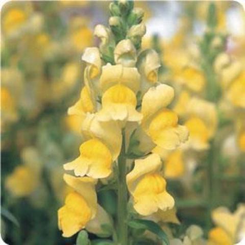 Speedy Sonnet Yellow snapdragon