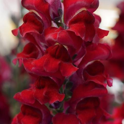 Snapdragon Rocket Red, very dark red snapdragon