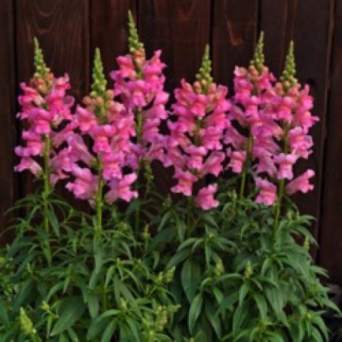 Speedy Sonnet Pink snapdragons, pink upright flowers