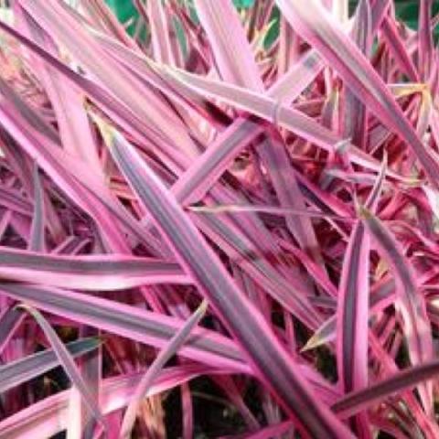 Cordyline Pink Passion, pink and purple striped grass-like leaves