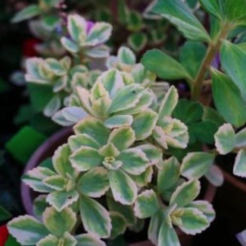 White variegated spurflower, small white leaves with white edges