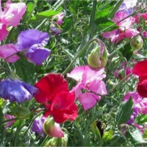 Lathyrus Royal Family mix, pink, red purple