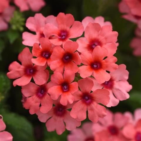 Verbena Mango Orange, pink coral flower cluster, darker eyes