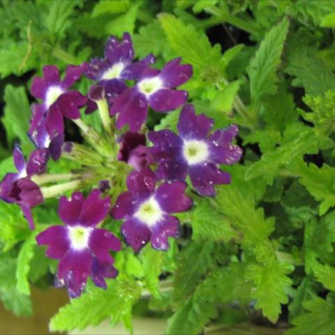 Verbena 'Obsession Mix with Eye', solid color blooms with white eyes