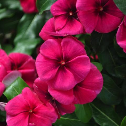 Vinca Quasar Red Target, pinkish red flat-faced flower with darker eye