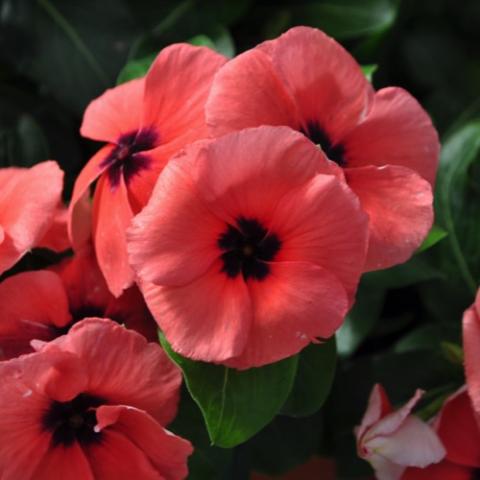 VInca Quasar Salmon Target, salmon flat-faced flower with almost black eye