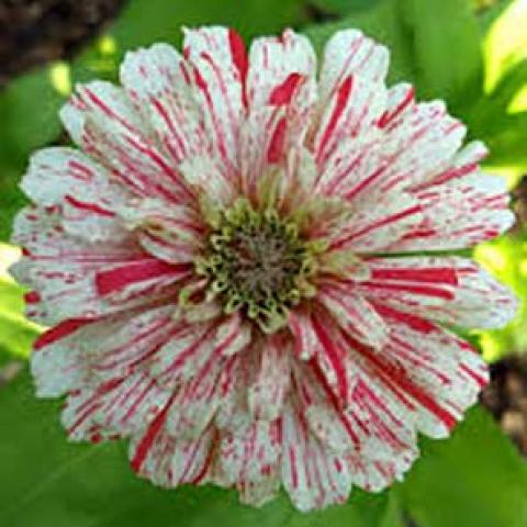 Zinnia Candy Cane Mix, white and red flecked to striped, flat-ended petals