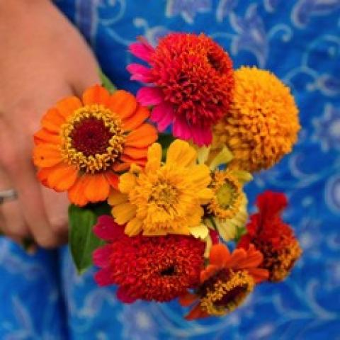 Zinnia Scabiosa Mix, small flowers with large centers in bright colors