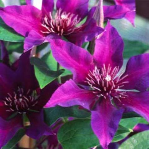 Clematis Fleuri, pink to purple singles