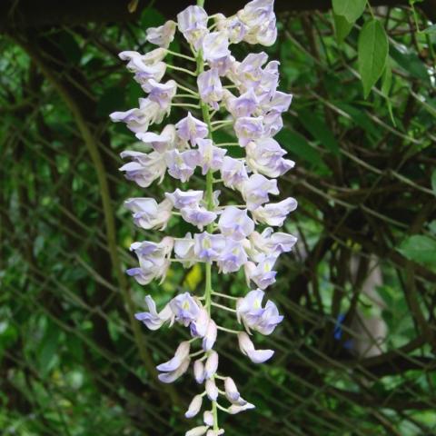 Wisteria Betty Matthews, Summer Cascade, light lavender 