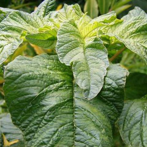 Amaranthus, callaloo, green leaves with red centers