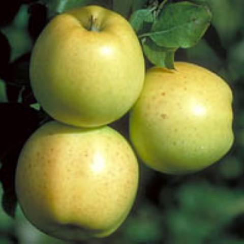 Honeygold apples -- yellow green with a pink blush