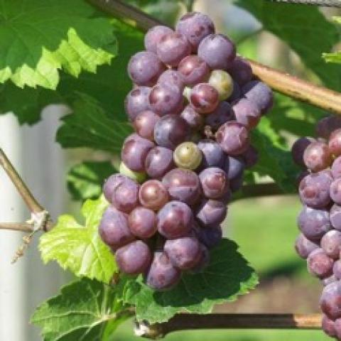 Vitis Beta, purple grape clusters