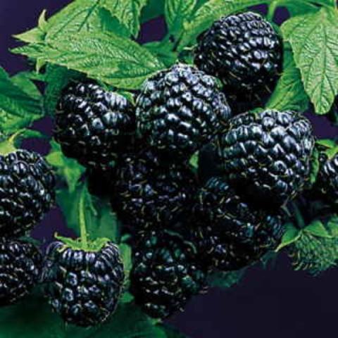 Rubus Black Jewel, black raspberries