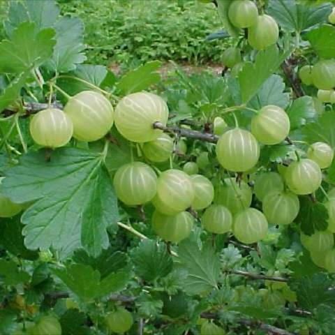 Gooseberry 'Pixwell', green spherical fruits