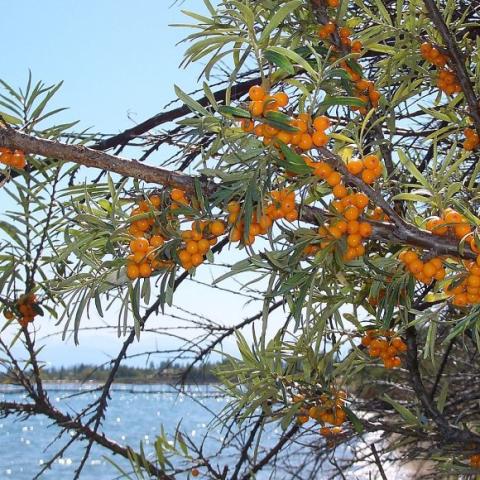 Orange fruit on a seaberry