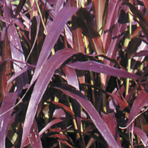 Pennisetum 'Burgundy Giant', dark red-purple leaves close up