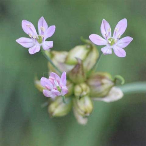 Allium canadense flower, close up. Light lavender pointed petals