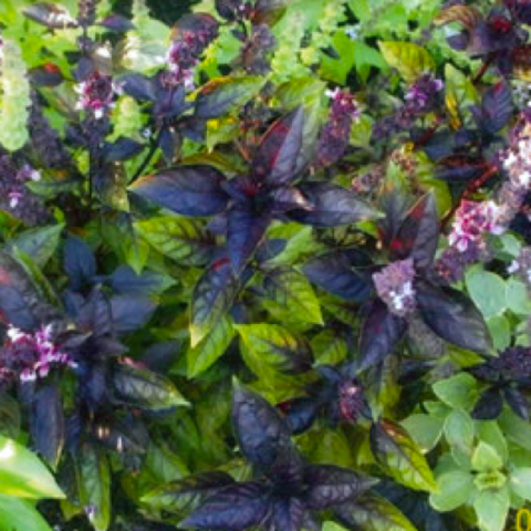 Dark purple-leaved basil with pink flowers