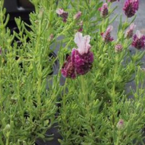 Lavender 'Kew Red'