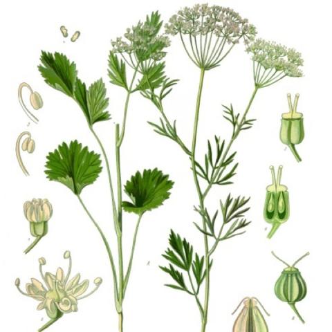 Pimpinella anisum, botanical painting