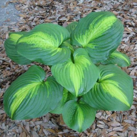 Hosta 'Cathedral Windows'