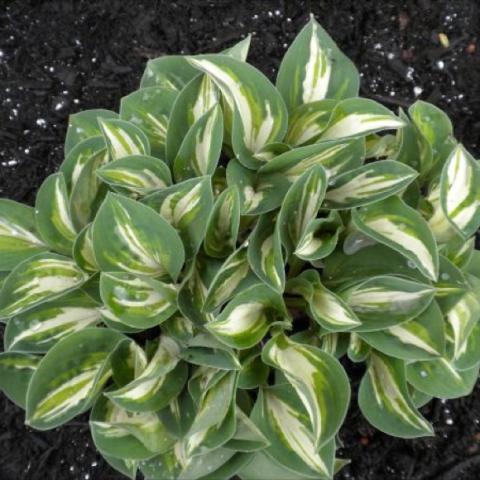 Hosta 'Pandora's Box'