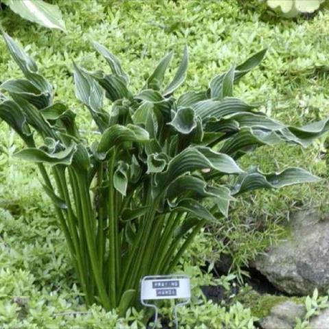 Hosta 'Praying Hands'