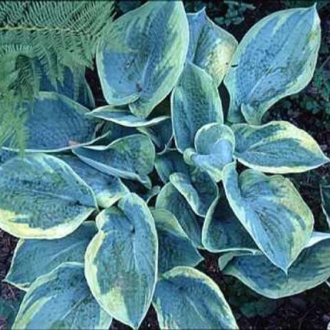 Hosta 'Tokudama Flavorcircinalis'