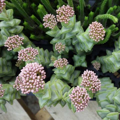 Crassula Kebab Bush, blue-green succulent triangle leaves and pink flower buds