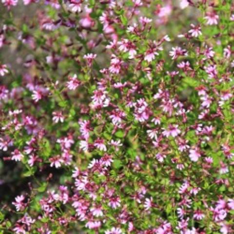 Cuphea Pink Shimmer, light pink flowers and heather-like foliage