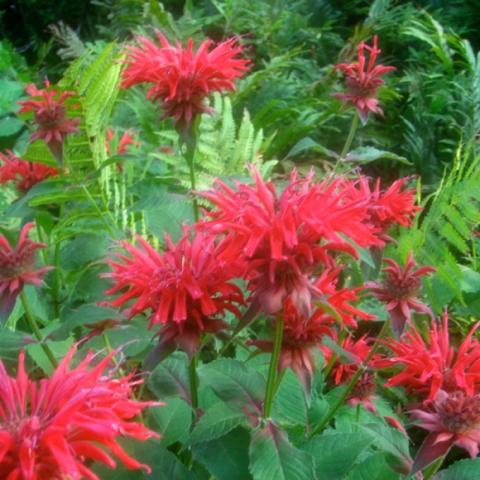 Monarda didyma, red crazy flowers