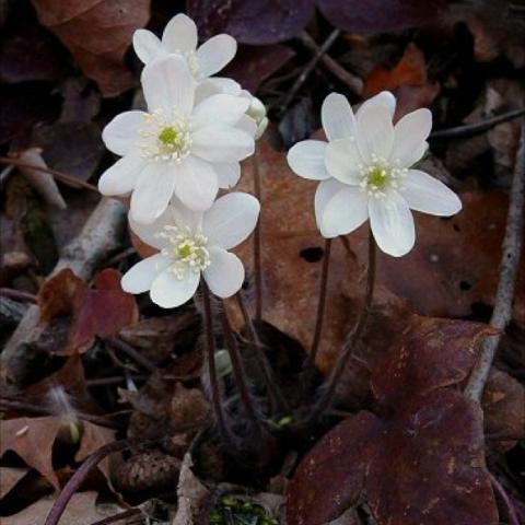 Hepatica acutiloba, white flowers, no leaves on spring ephemeral