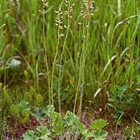 Heuchera richardsonii, low green plant with tall spindly flowers