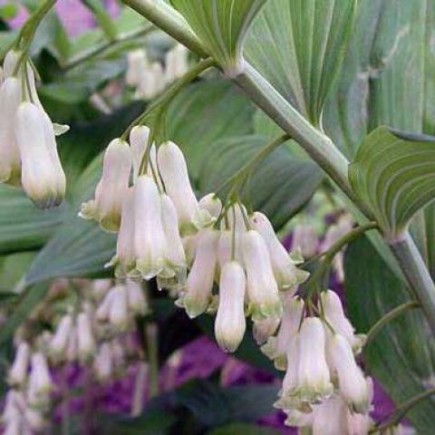 Giant Solomon's Seal, dangling white flowers on green stems and leaves