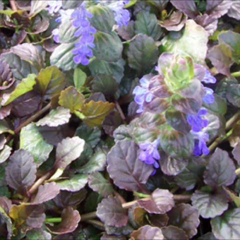 Ajuga 'Bronze', green to brown leaves and purple flowers