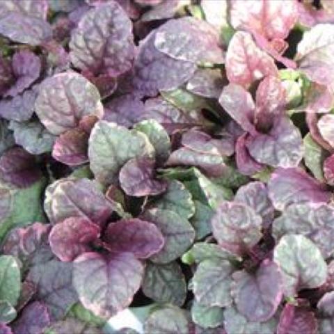 Ajuga 'Burgundy Glow,' red-purple tinged green leaves