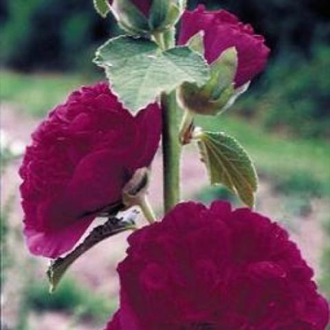 Alcea 'Chater's Royal Purple', red-violet very double blooms on a tall stem