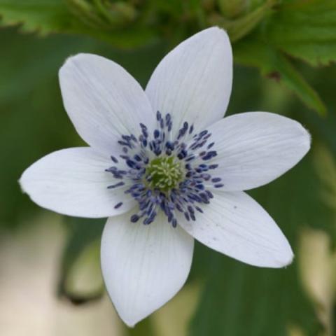 Anemone Glacier, white single flower with purple stamens