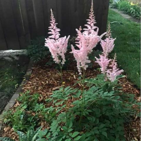 Astilbe Mighty Pip, light pink flowers