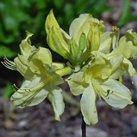 Azalea Lemon Lights, light yellow flowers