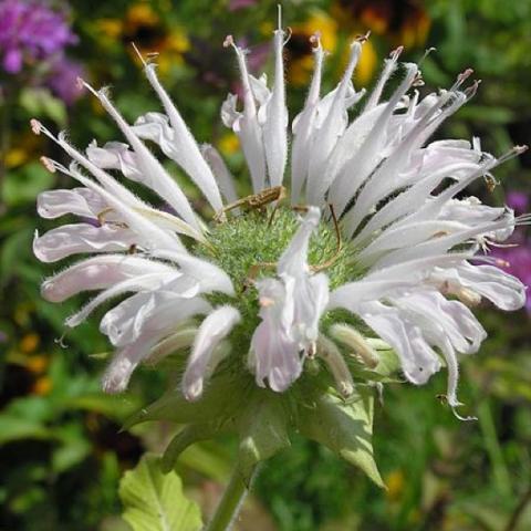 White bee balm, crown-like flower with white petals