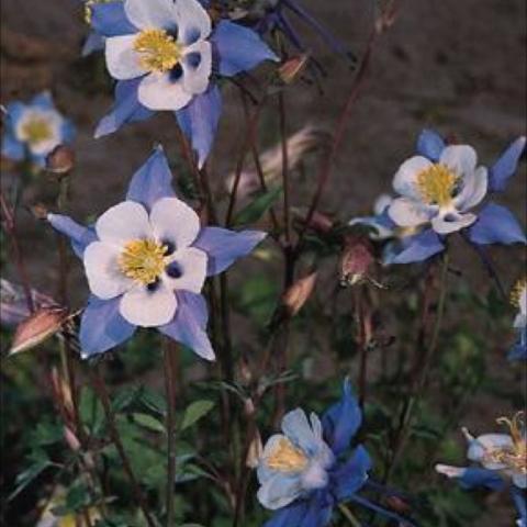 Aquilegia 'Blue Star', blue and white columbine flowers