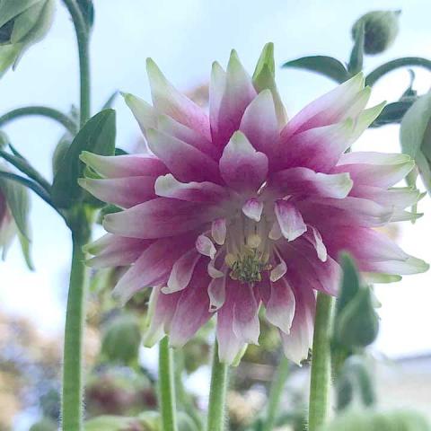 Aquilegia 'Nora Barlow', double pink and white pompom