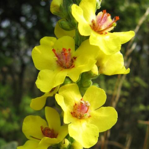 Verbascum nigrum, close up of yellow flowers, orange centers