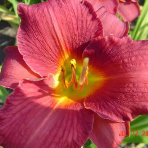 Hemerocallis Little WIne Cup, vibrant red with gold throat